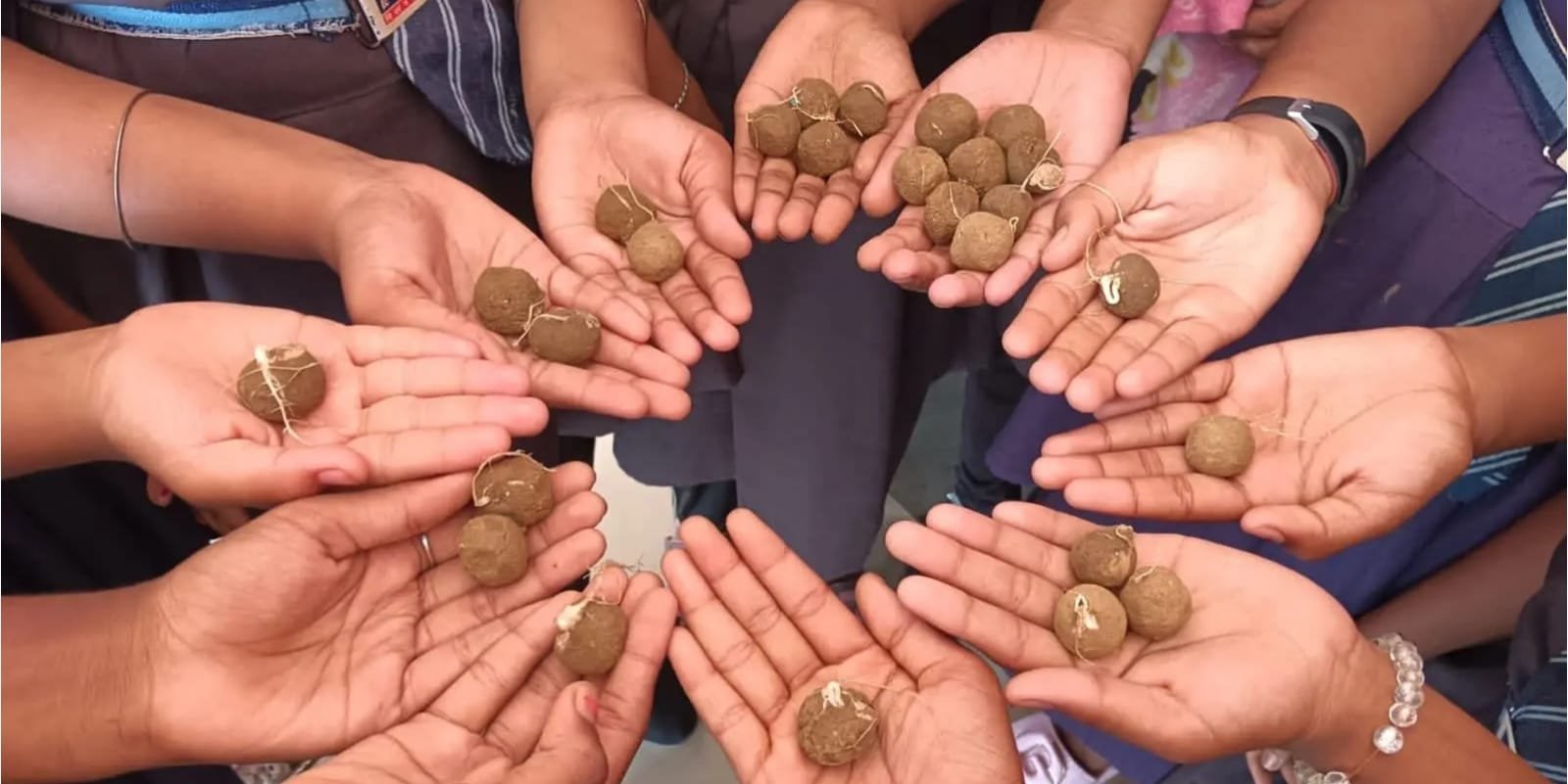 Seed Boll Initiative