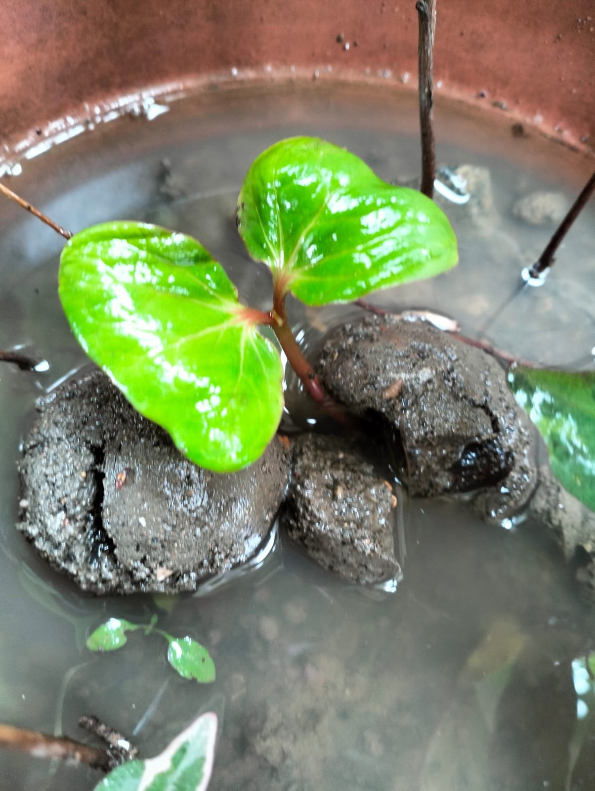 Seed Boll Initiative